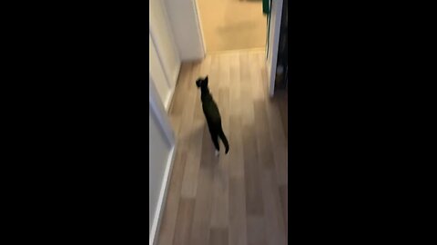 Why is my cat talking to ghosts again