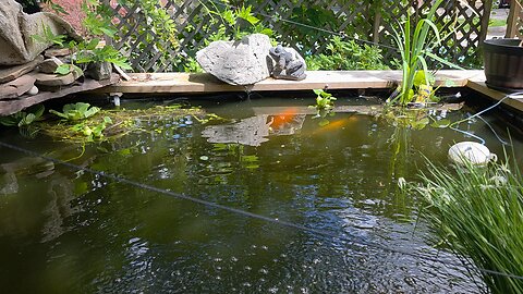 Koi In Their New Home