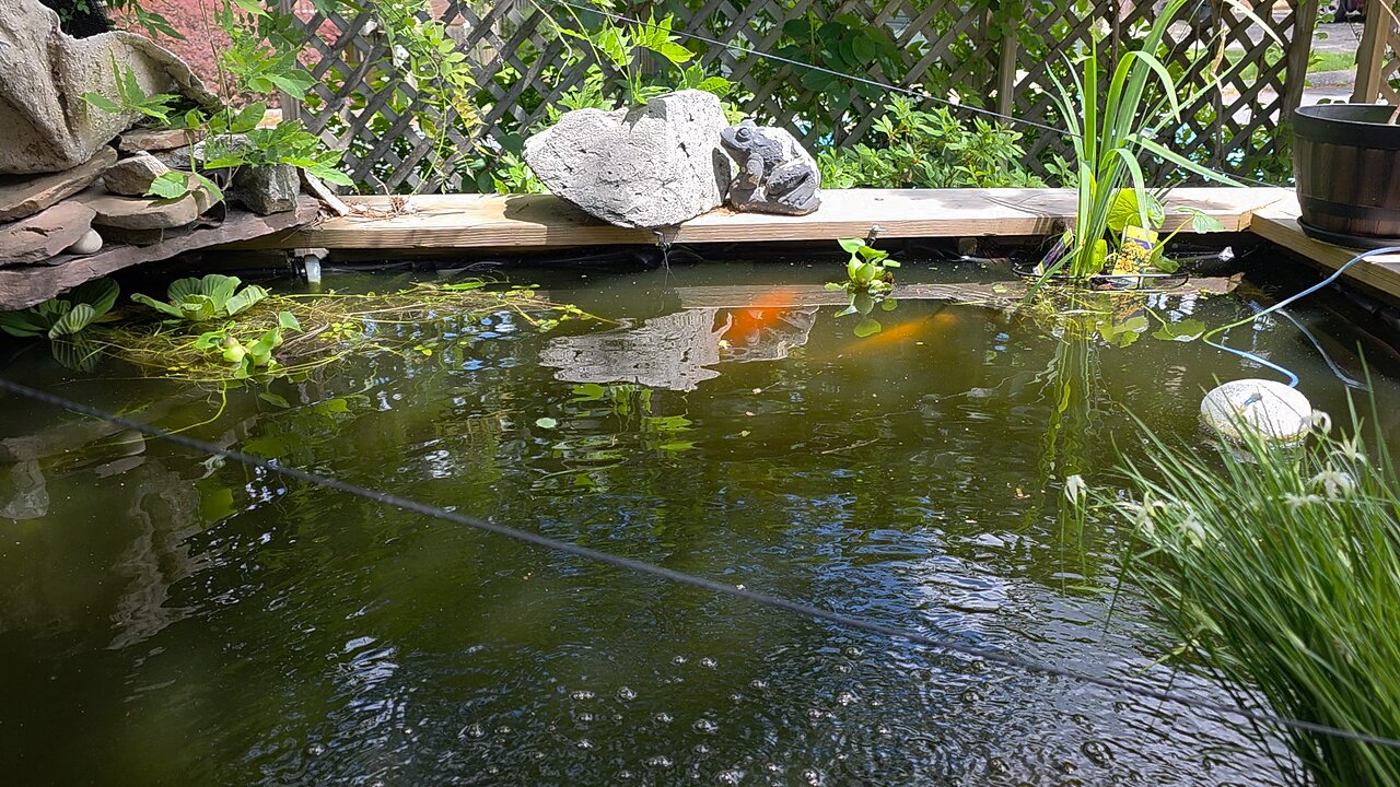Koi In Their New Home