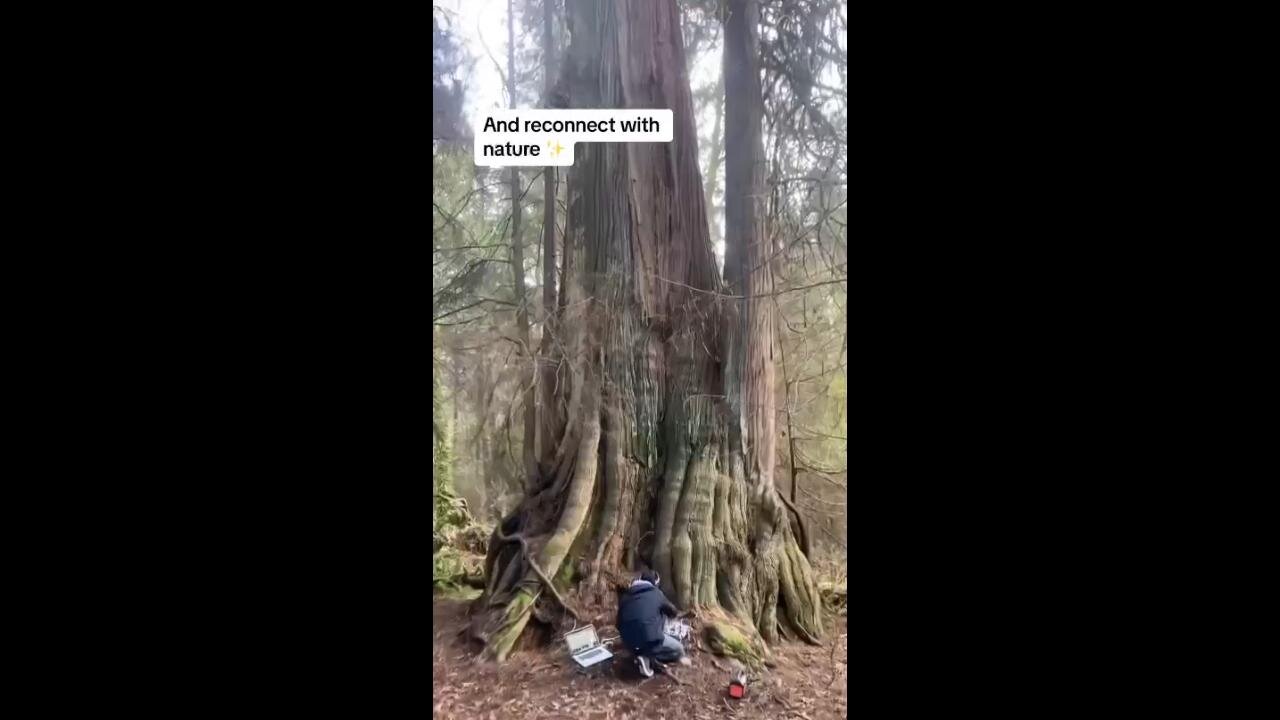 Plants see & talk in ways we don't understand & are connected via underground internet called "roots"
