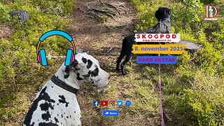 Skogpod 8. november 2025