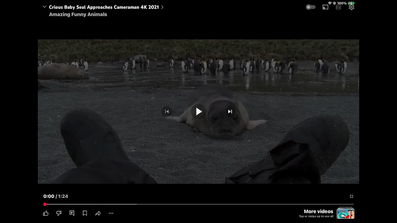 Cute seal approaches cameraman