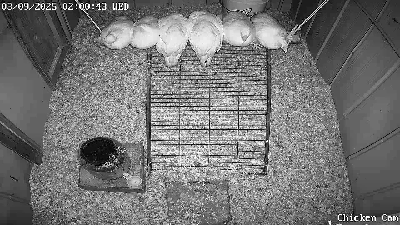 Millar Time Chicken Cam
