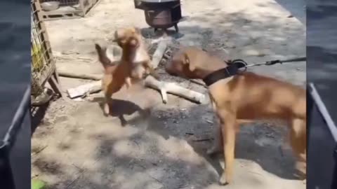 Watch till the end & tag your dog lover friends!