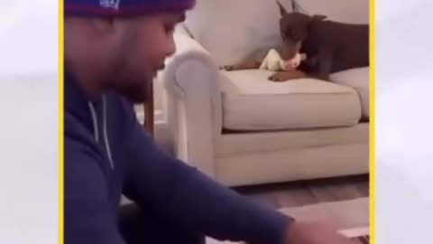 when my dog ​​wants to irritate me he succeeds