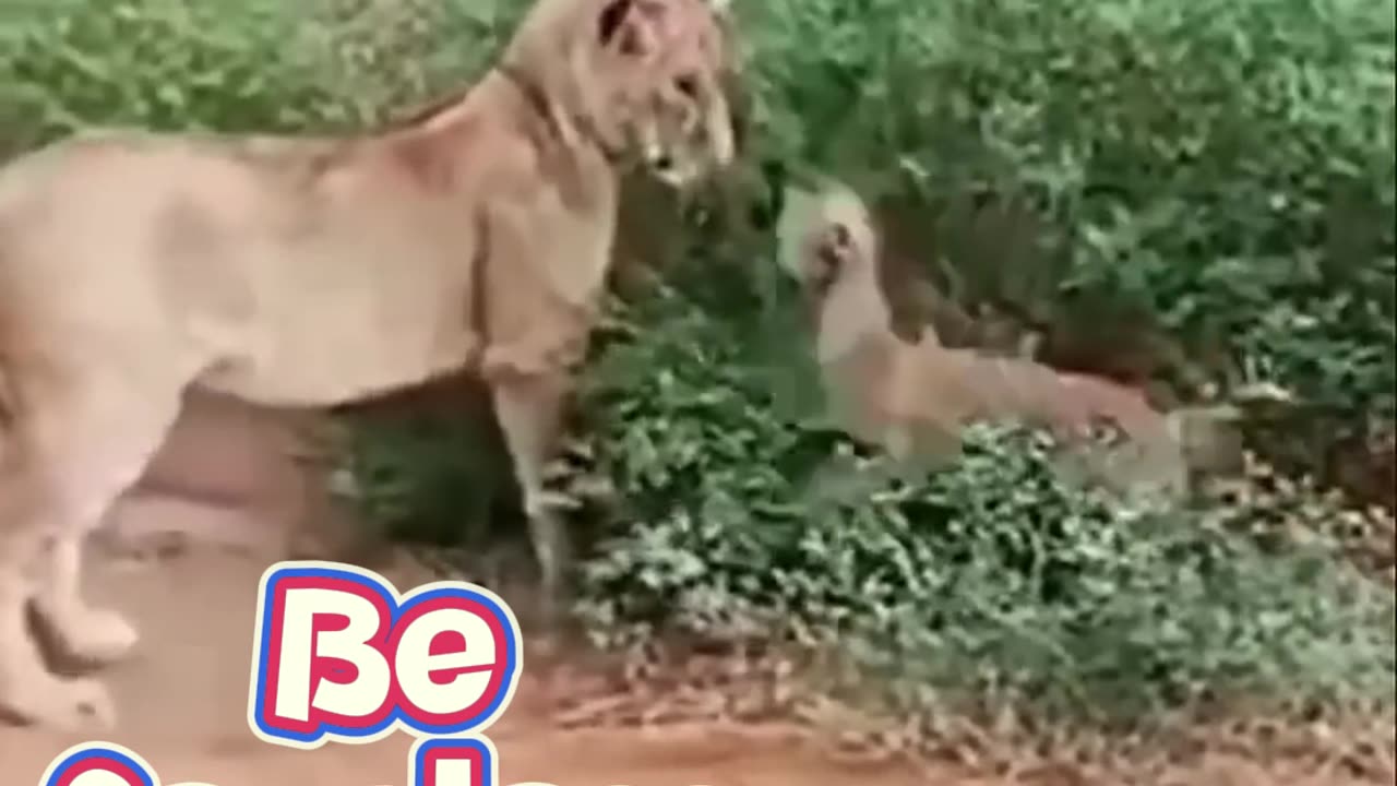 Tiny Dog Challenges a Lion π±πΆπ¦
