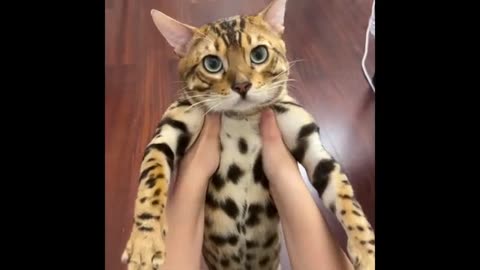 TRY NOT TO LAUGH 😆 Best Funny Videos Compilation 😂😁😆 Memes.