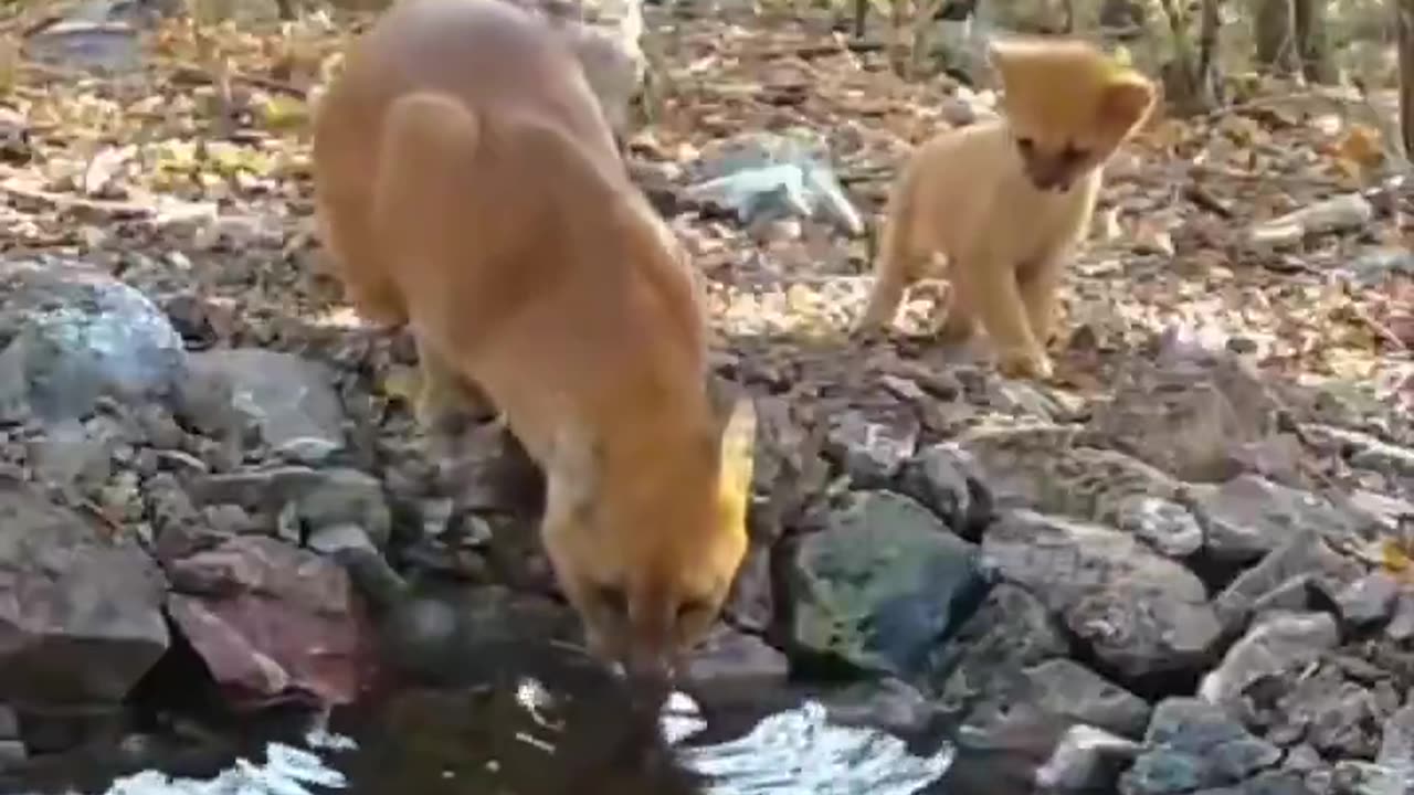 Man prepared a small puddle in the forest, and the creatures that benefit from this water;