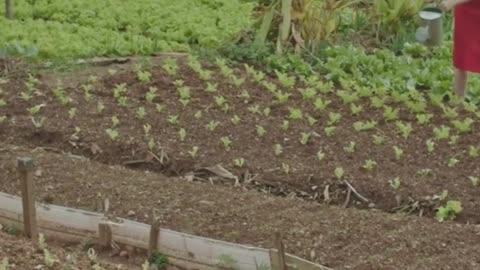 3 Genius Native American Gardening Hacks 🌽