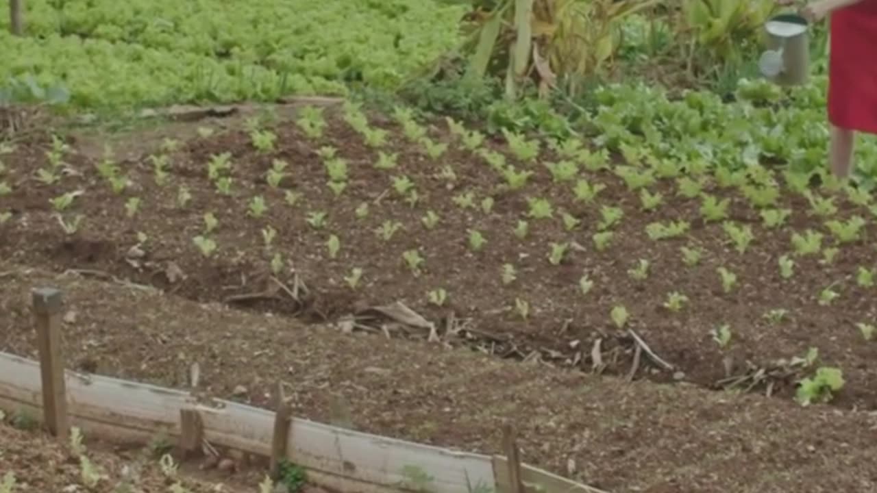 3 Genius Native American Gardening Hacks 🌽