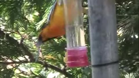Grosbeak at Hummingbird Feeder Funny USA Pacific NW