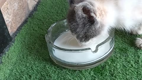 A warm moment… a tiny kitten sipping milk with innocence