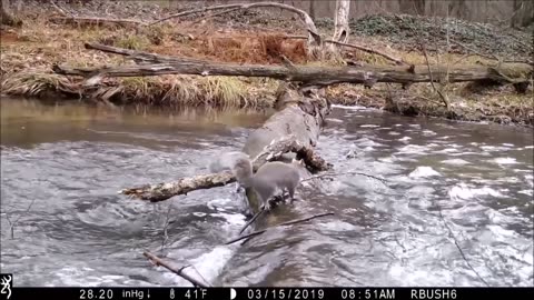 Pennsylvania man captures all walks of life crossing log bridge