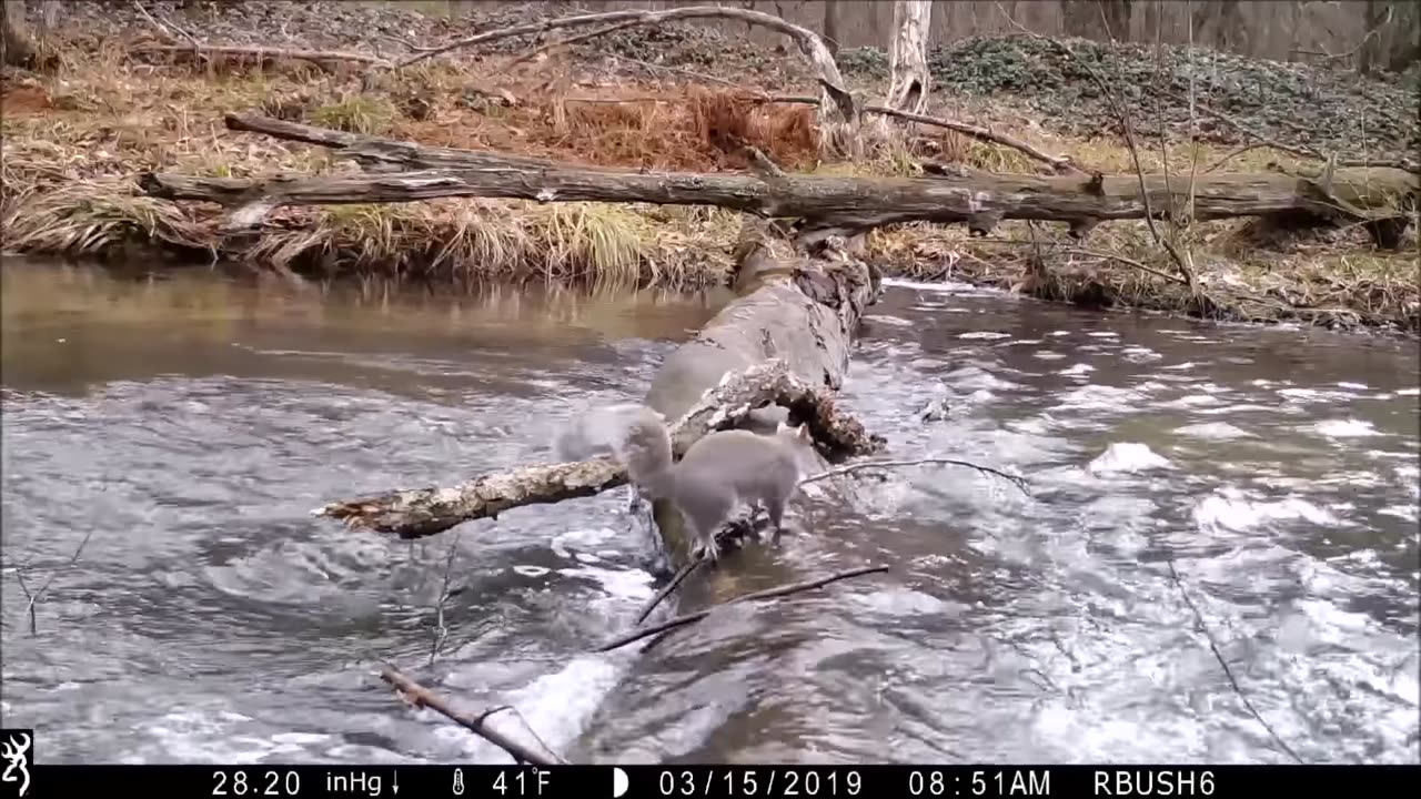 Pennsylvania man captures all walks of life crossing log bridge