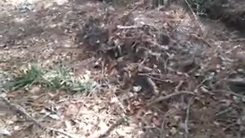 attempted murder money laundering racketeering by St Tammany parish government