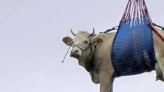 Evacúan a una vaca en helicóptero ante riesgo de deslizamiento en Suiza