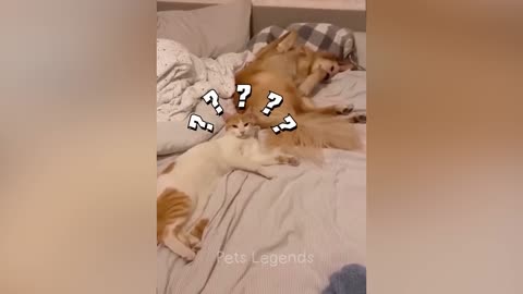 funny animal