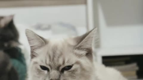 A Brown and White Cat with Big Eyes #cat #animal