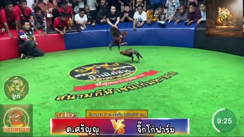 ไก่ชน 23/8/68