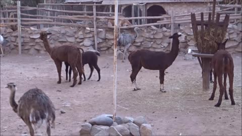 camelids