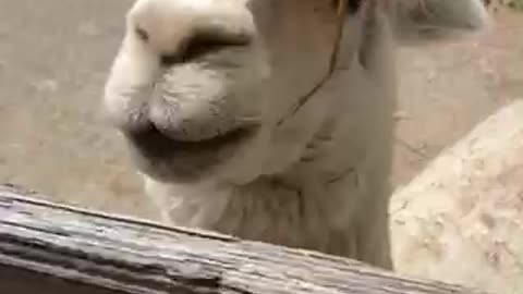 Alpaca enjoys baby carrots