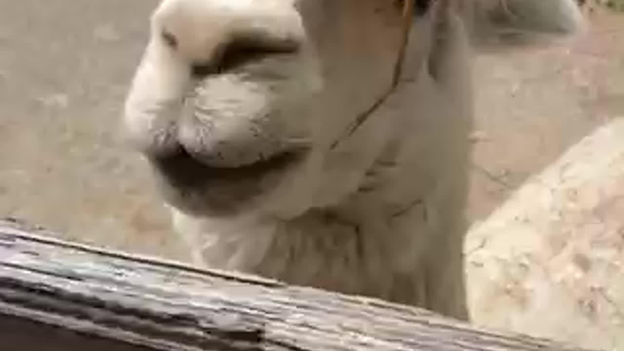 Alpaca enjoys a snack