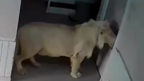 Funny animals😂😂😂
