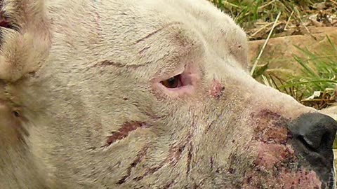 "This Dog Fought a Puma… To Save His Family 🐾"