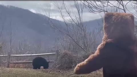 Black bear smarter than the clown in a bear costume