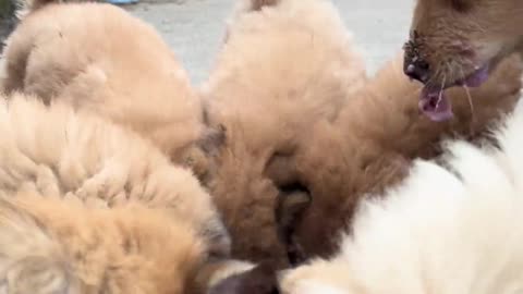 Chinese Rural Dog puppies enjoying their purple sweet potato porridge breakfast