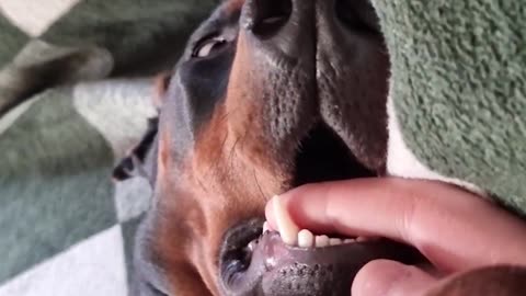 Doberman Stopped Working