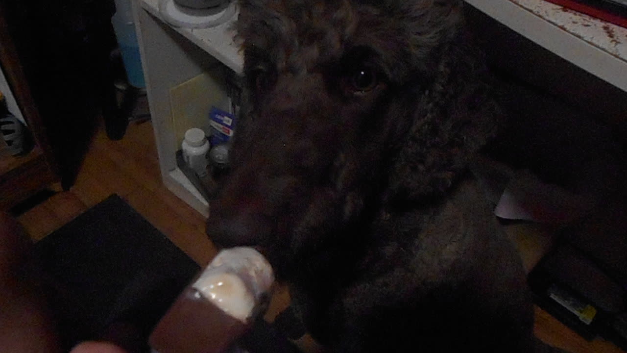 Cocoa eating an Ice Cream Bar
