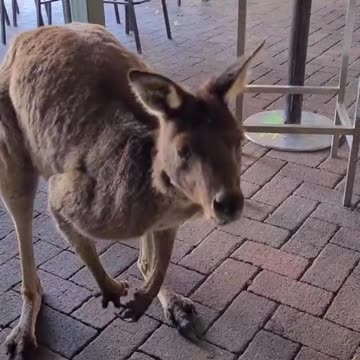 Kangaroo diaries only in Australia 🇦🇺