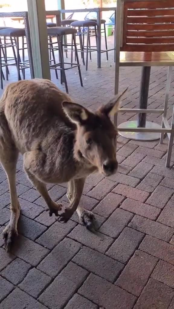 Kangaroo diaries only in Australia 🇦🇺