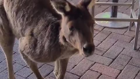 Kangaroo diaries only in Australia 🇦🇺