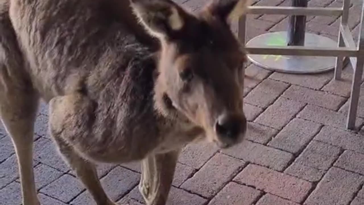 Kangaroo diaries only in Australia 🇦🇺