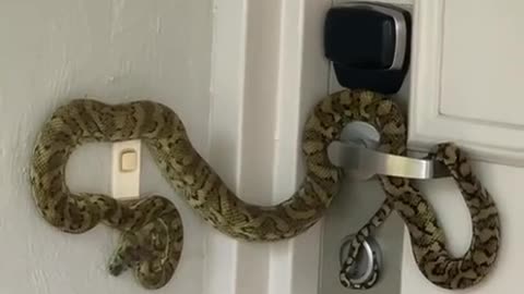 When you’ve got next level home security in Australia 🇦🇺😅