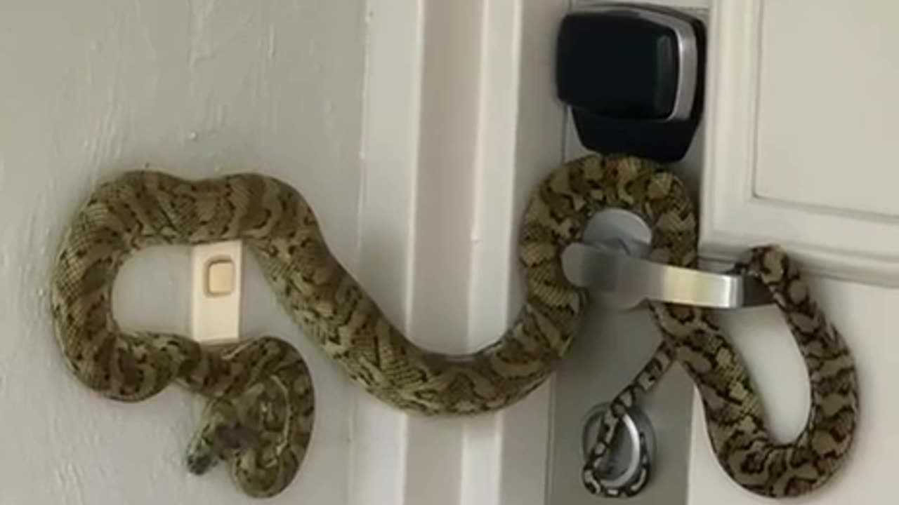 When you’ve got next level home security in Australia 🇦🇺😅