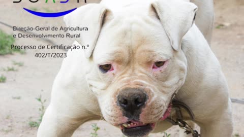 Curso Detentores De Cães Perigosos Ou Potencialmente Perigosos.