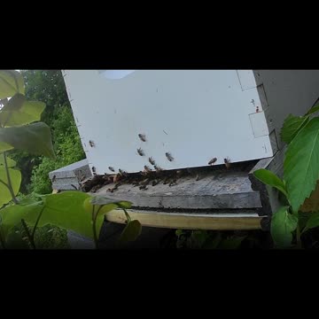 Saturday Evening long cut