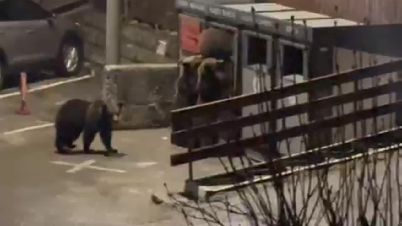 Bear Family Raids Garbage While Dogs Bark
