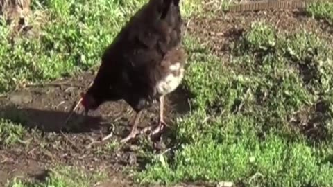 hen
