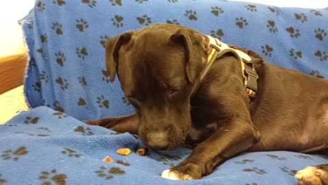 Sidney 2y A867262 kennel 182 PACC shelter but@TRN needs lovin adopter Earnin his trust Hard202597822