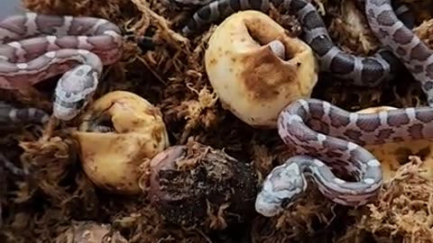 so many small snakes