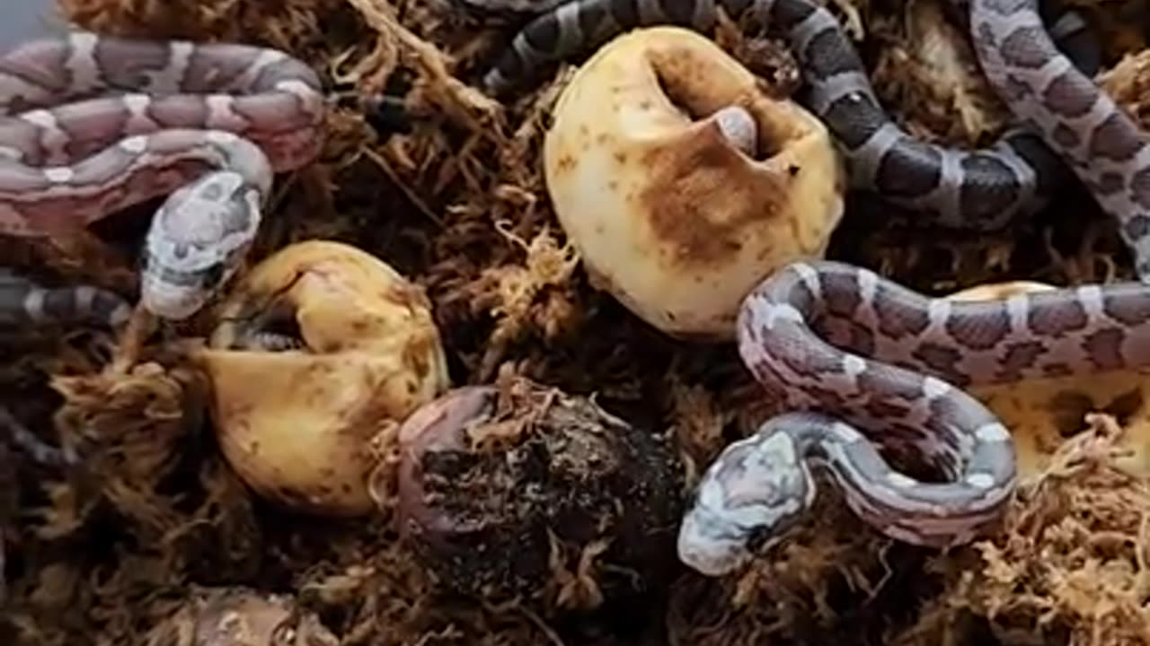 so many small snakes
