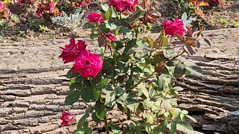 "How to Deadhead a year 2 Olympiad Hybrid Tea Rose"