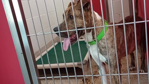 Julio 2y A861520 kennel 1 pod 1 PACC shelter knows me but he's kinda mad kennel was dirty2025073071