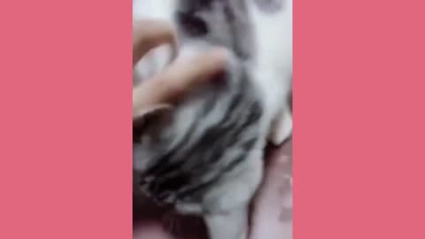 Funny animals - Funny cats and dogs