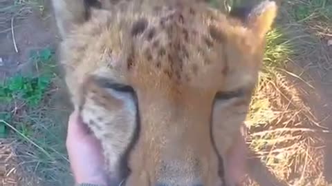 Wild Cat purr