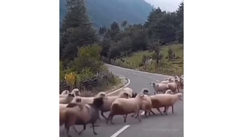 Nice Sheep